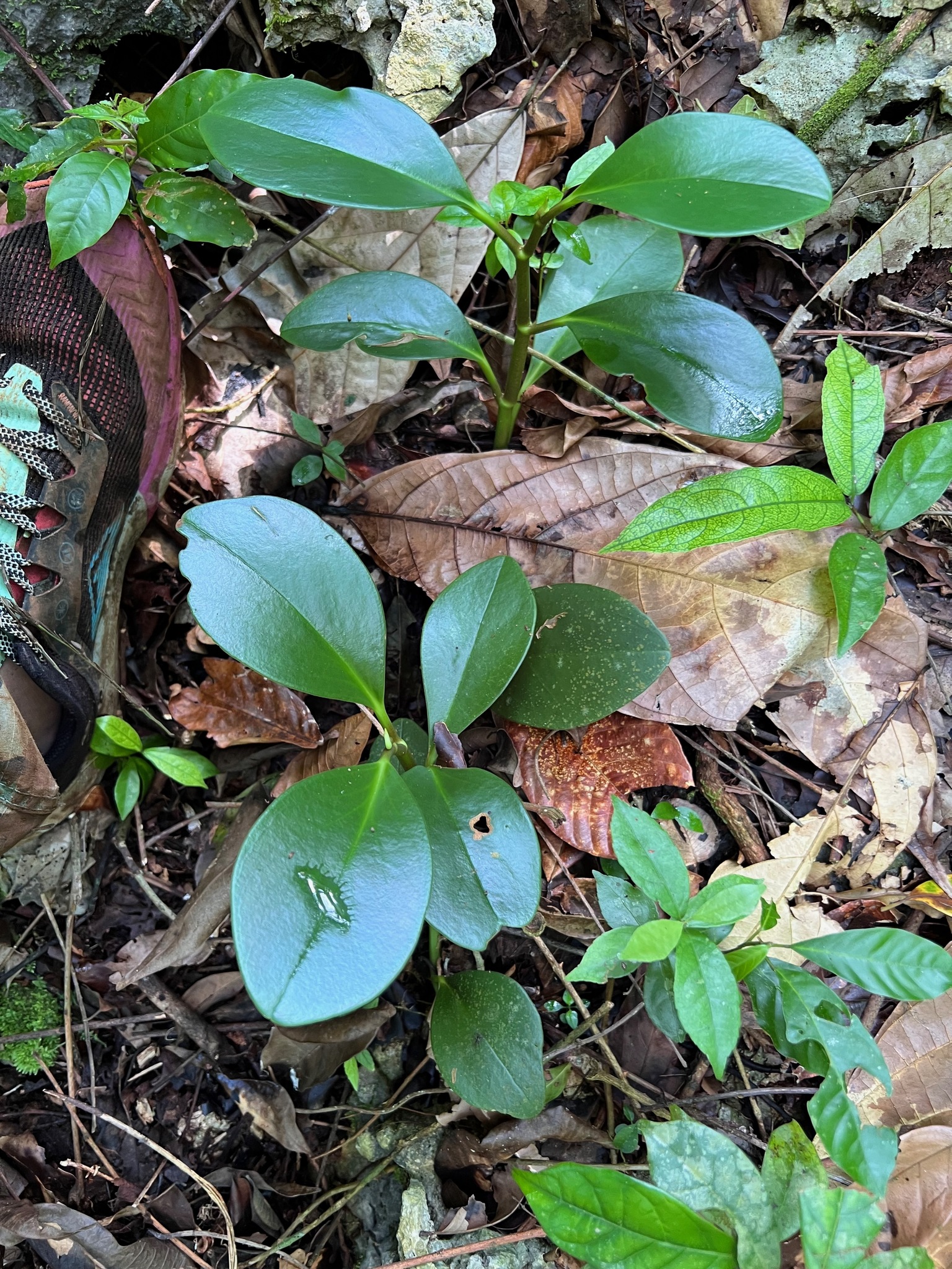 Spoonleaf Peperomia (Peperomia magnoliifolia)