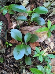 Peperomia À Feuilles De Magnolia (Peperomia magnoliifolia)