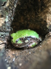 Hyla japonica
