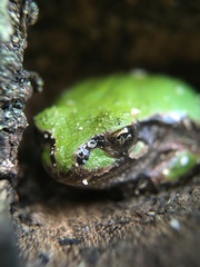 Hyla japonica