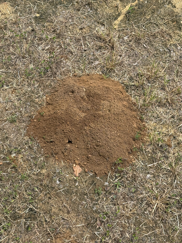 Attwater's Pocket Gopher