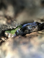 Hyla japonica