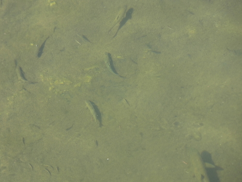 Salmo trutta