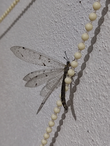 Four-spotted antlion