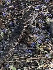Sceloporus magister