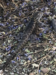 Sceloporus magister
