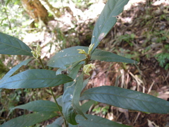 Lithocarpus amygdalifolius
