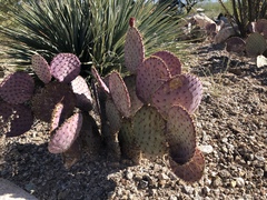 Opuntia santa-rita