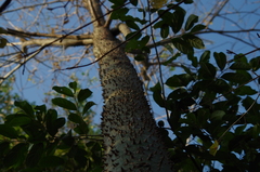 Ceiba trischistandra