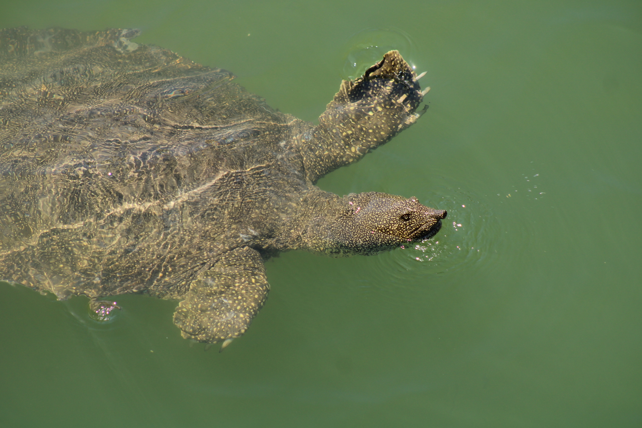 African Softshell Turtle (Trionyx triunguis) · iNaturalist Canada