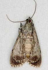 Enchesphora recurvalis