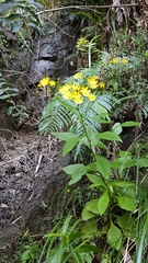 Senecio rufiglandulosus