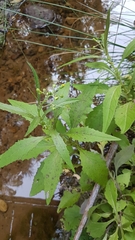 Senecio rufiglandulosus