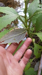 Senecio rufiglandulosus