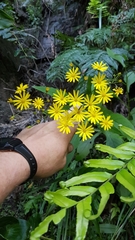 Senecio rufiglandulosus