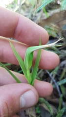 Pterostylis cardiostigma