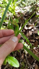 Pterostylis cardiostigma