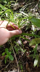 Pterostylis cardiostigma