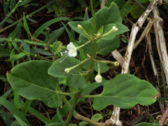 Commicarpus plumbagineus