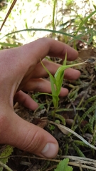 Pterostylis cardiostigma