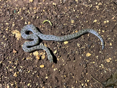 Haitian Dwarf Boa
