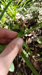 Pterostylis cardiostigma