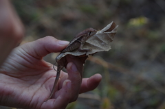 Stenocercus iridescens