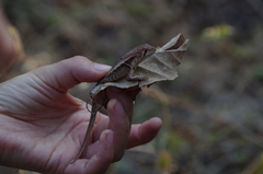 Stenocercus iridescens