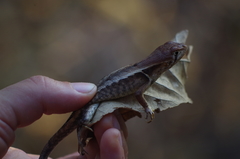 Stenocercus iridescens