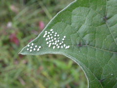 Mechanitis polymnia kayei