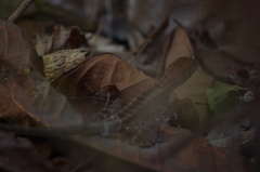 Stenocercus iridescens