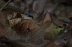 Stenocercus iridescens