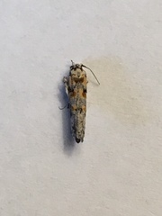 Gnorimoschema octomaculella