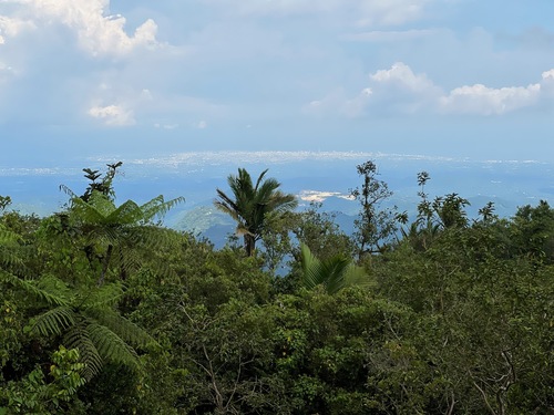 Palma de Manaca (Calyptronoma rivalis)
