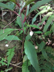 Lysimachia ardisioides