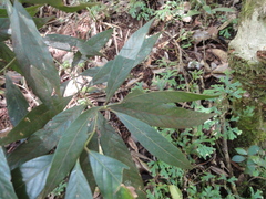 Lithocarpus amygdalifolius