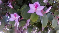 Bauhinia variegata
