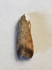 Pyrausta antisocialis