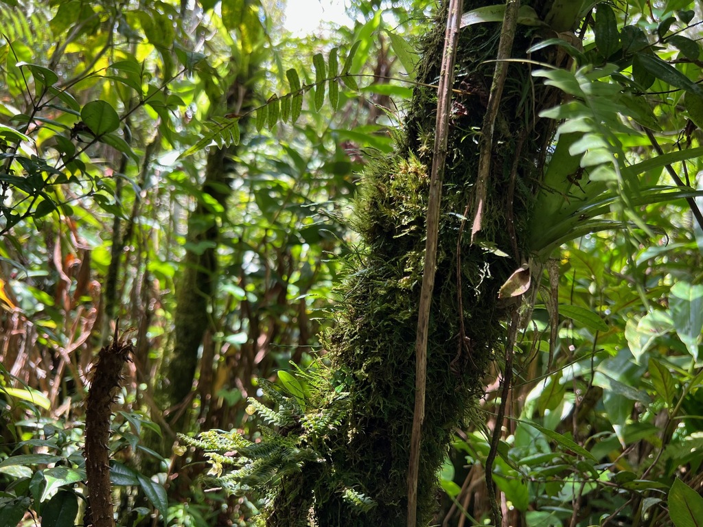 Dichaea hystricina; photograph (c) Marcos Rodriguez Bobadilla, some rights reserved (CC BY)