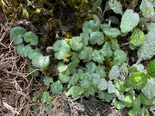 Hairy marsh pennywort (Hydrocotyle hirsuta)