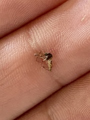 Culex pipiens