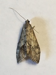Evergestis subterminalis
