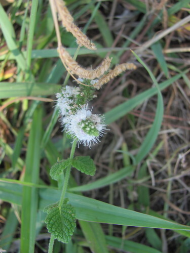 Mentha suaveolens