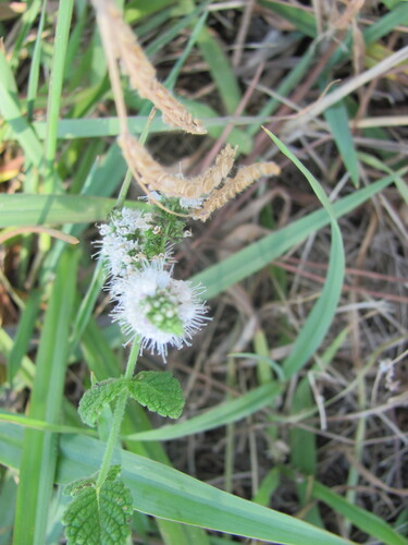 Mentha suaveolens