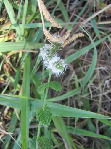 Mentha suaveolens