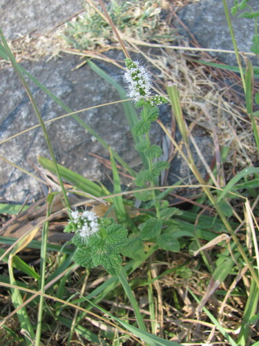 Mentha suaveolens