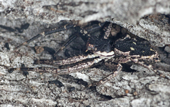 Tharpyna campestrata