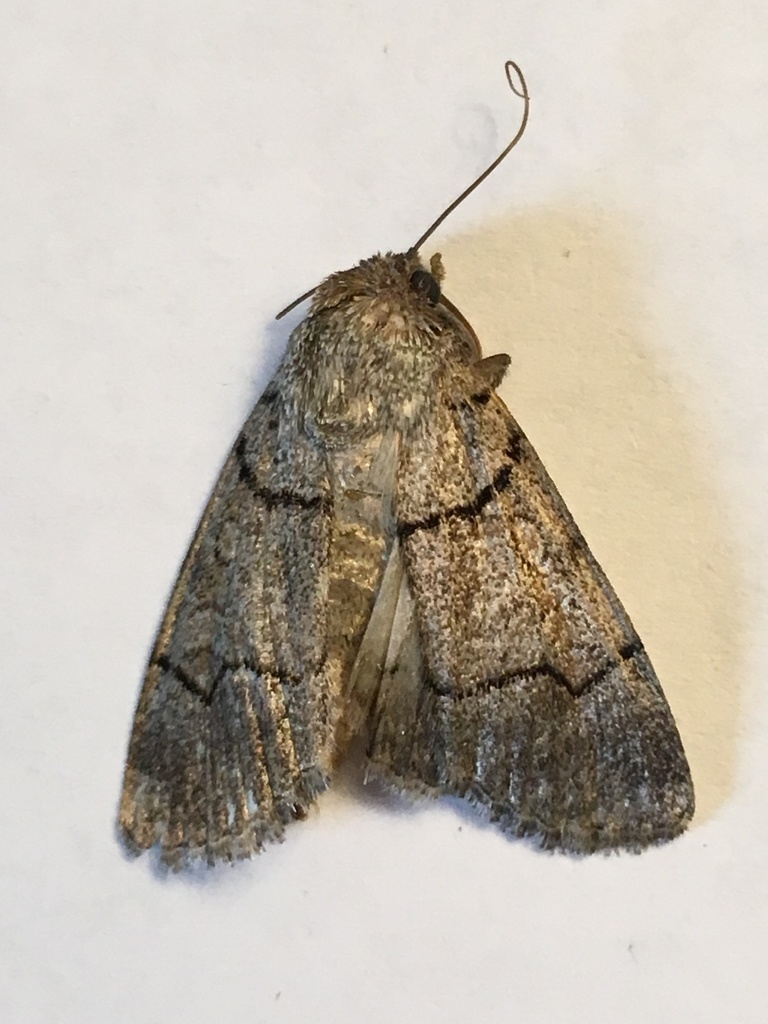 Sympistis youngi
