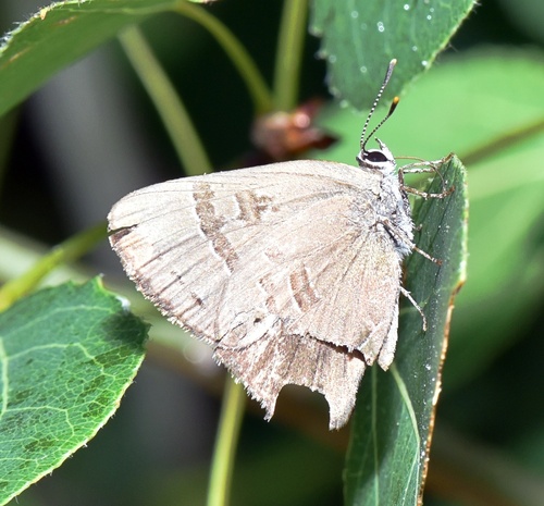 Hickory Hairstreak photo 5