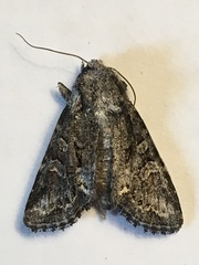 Lacinipolia acutipennis